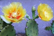 仙人球开花的美丽之姿（颜色多样，绽放夺目——探秘仙人球花开的奥秘）