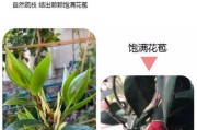 盆栽山茶修剪全攻略（打造优美造型，让山茶焕发生机）