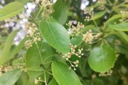 家门口的香樟树（让家门前更美丽，种植香樟树的技巧和注意事项）