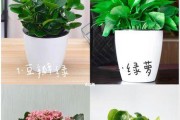 办公桌好植物，打造舒适工作环境（让绿色生命陪伴你的每一天）