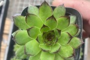 观音莲的冬季养护（了解观音莲的抗寒能力与防冻措施）