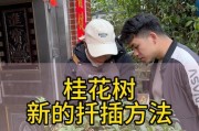桂花嫁接的技巧与方法（掌握嫁接技术，让桂花更加繁花似锦）