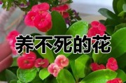 水栽铁海棠的养殖方法（打造美丽室内花园的绝佳选择）