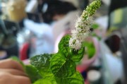 薄荷到底会不会开花？（探秘薄荷的开花颜色与形态）