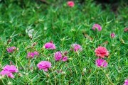 马齿苋花的颜色、形状及样子详解（探寻马齿苋花的神秘之美）