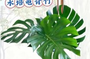 龟背竹，家居绿色好伴侣（家里养几棵龟背竹？有关养护、繁殖和装饰等知识一网打尽）