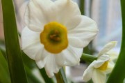 水仙花的花期及生长习性（一年四季的水仙花，花期从何而来？）