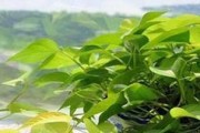 淘米水可以浇绿萝吗？（正确的淘米水浇水方法是什么？）