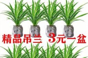 室内养殖的花卉盆栽——打造美丽室内花园