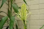 富贵竹的神奇之处——开花的颜色与样子