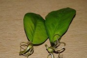 释迦树扦插繁殖技巧（学会这些技巧，让你的释迦树越长越茂盛）