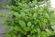 法国茉莉不开花的原因（探究法国茉莉不开花的根源与解决方法）