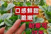 大叶菠菜播种最佳时间（如何选择适宜的播种时间？）