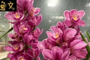 大花蕙兰的长久盛花之路（探究大花蕙兰的多年生长之道）