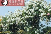 冰山月季的优缺点（探究冰山月季的成长特点及适用范围）