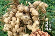 花生豆发芽了能否安心食用？（探究花生豆发芽后的营养价值与食用方法）