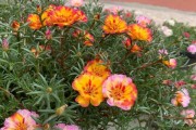 广东冬天适合种植的花种（从“火鸟花”到“银杏花”不容错过！）