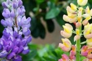 黄豆水，月季花的滋润之源（美丽花园的秘密武器）