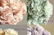 揭开康乃馨花语的真相——康乃馨到底是单性花吗？（科学家的研究揭秘）