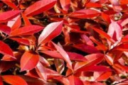 红叶石楠是否为常绿植物？（探究红叶石楠的季节性变化及特征）