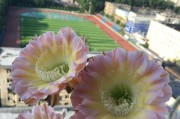 仙人掌开花的颜色与样子（仙人掌花园的美丽风景）