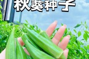 秋葵种植技巧（轻松养出高产秋葵）