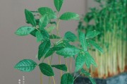 如何种植盆栽龙眼？（从发芽到成树的详细步骤）