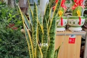 虎皮兰的冬季养护方法（注意事项与关键技巧）