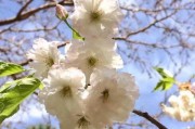 樱花之美：探索樱花的多彩世界