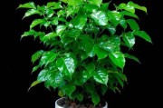 平安树的喜阳还是喜阴？——探究这种植物的养护技巧（阳光和阴影，平安树的成长之道）