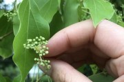 香樟树会开花吗？探究开花的颜色与样子（探寻香樟树开花的神秘面纱，解答开花的谜团）