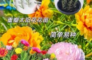 冬季太阳花的浇水技巧（室内太阳花怎样科学浇水）