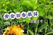 百香果的播种时间和方法（了解百香果的生长需求，确保顺利种植）