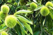 板栗，秋天最美的果实（探秘板栗的历史、特点和营养价值）