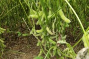 大豆的分类特点及重要价值（大豆——被子植物的代表之一）
