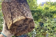 养花新手必备——换土时间和方法（让你的花儿健康茁壮成长）