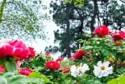 牡丹花的种植全攻略（掌握时机，打造美丽园林）