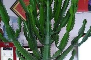 换盆季节及注意事项-龙骨花的最佳换盆时间（掌握龙骨花的生长规律，让你的花盆生机盎然）