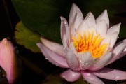 睡莲开花的季节（探寻睡莲开花的秘密，揭秘睡莲的魅力）