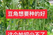 豆角种植指南（选择适宜的月份，让豆角更健康）