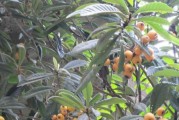 家里可以种杏树吗？（如何在家里种植杏树？）