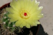 仙人掌花期（仙人掌花期、仙人掌开花时间、多肉植物之美）