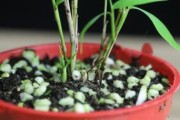 姬翠竹修剪指南（打造美丽健康的翠竹，从修剪开始）