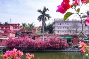 广州适合养哪些花？（打造花园小天地，让花儿绽放美丽）