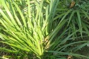 菖蒲草的冬季养护指南（冬天如何正确养护菖蒲草，让它在寒冷季节依然生机勃勃）