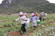 南瓜的采摘时间和技巧（掌握南瓜的成熟度，合理采摘南瓜）