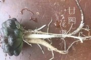 多肉僵苗的抢救方法（如何拯救被走肉病侵袭的多肉植物）