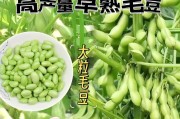毛豆种植时间与生长周期（掌握最佳种植时间，提高收成效率）