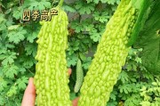 苦瓜种子的营养价值与食用方法（了解苦瓜种子的惊人营养，想必你会爱上它）