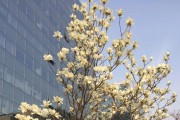 神奇的“先开花后长叶”植物（探寻自然界的奥秘，了解这些植物的生长规律）
